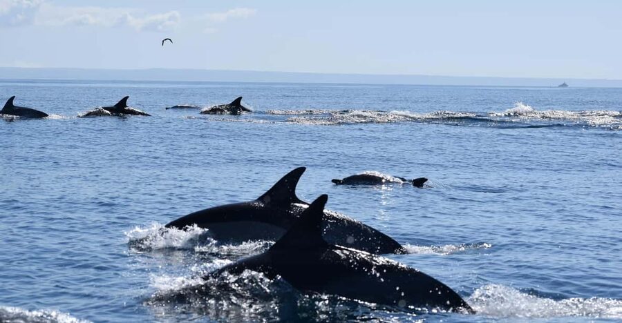 Cascais: Dolphin Watching Speedboat Tour - From Cascais Marina Pier M to Dolphinexplorers in about 15 minutes