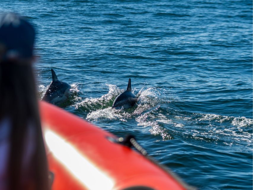Cascais: Dolphin Watching Tour - Key things to know before you go
