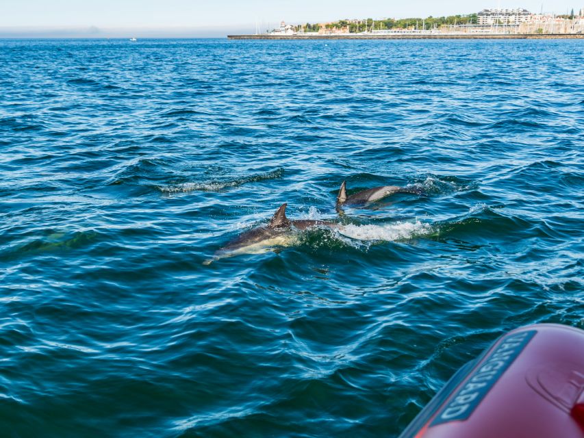 Cascais: Dolphin Watching Tour - Getting to Cascais Marina and the gear you’ll actually use