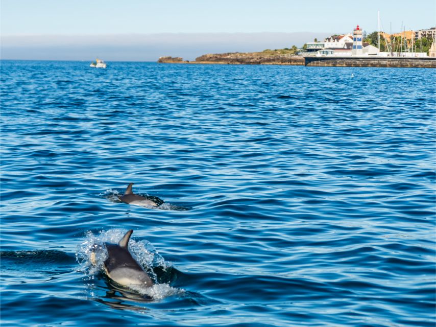 Cascais: Dolphin Watching Tour - What to bring (and how to improve your odds of a great outing)