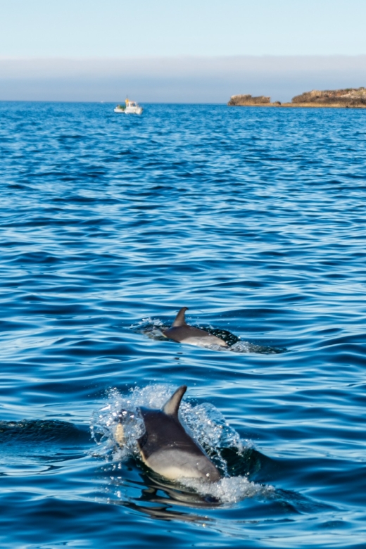 Cascais: Dolphin Watching Tour - Should you book the Cascais dolphin watching tour?