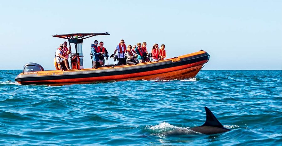 Cascais: Dolphin Watching Tour - FAQ
