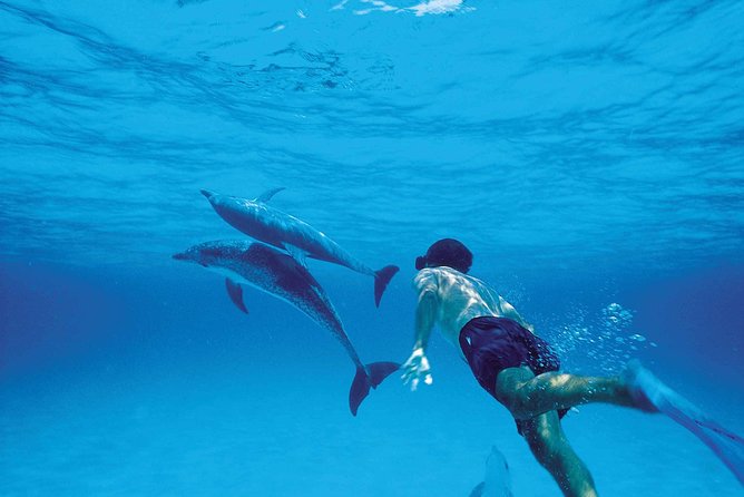 Catamaran Cruise to Ile Aux Bénitiers: Dolphin watch, Crystal Rock & Transfer - A west-coast day that mixes animals, swimming, and real downtime