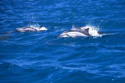 Catamaran Cruise to Ile Aux Bénitiers: Dolphin watch, Crystal Rock & Transfer - Morning start: transfers, timing, and why it matters