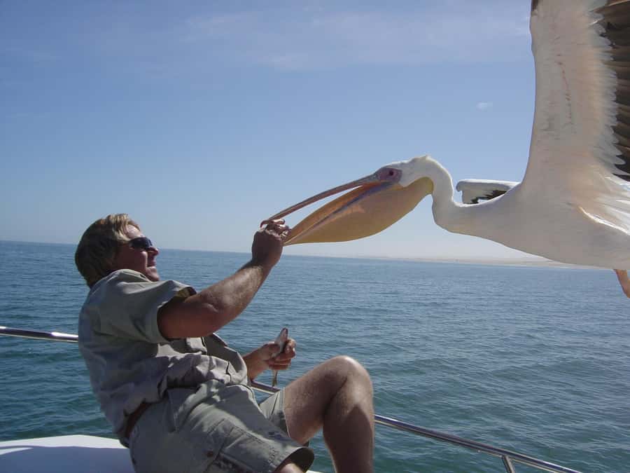 Catamaran Dolphin Cruise and Sandwich Harbour Tour - Key Things That Make This Tour Worth Your Day