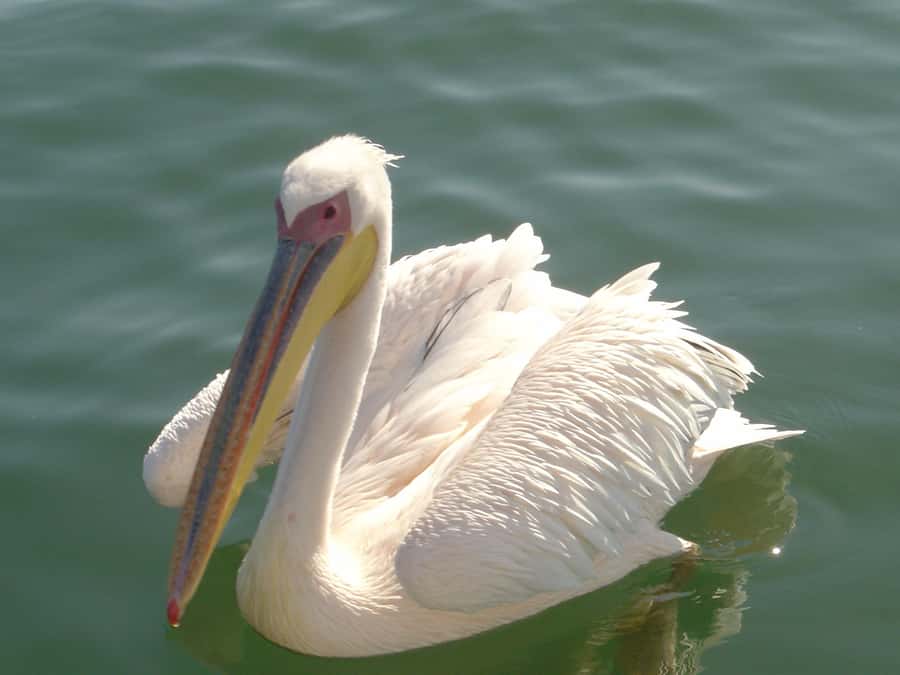 Catamaran Dolphin Cruise and Sandwich Harbour Tour - From Swakopmund to Walvis Bay: A Full Day That Moves