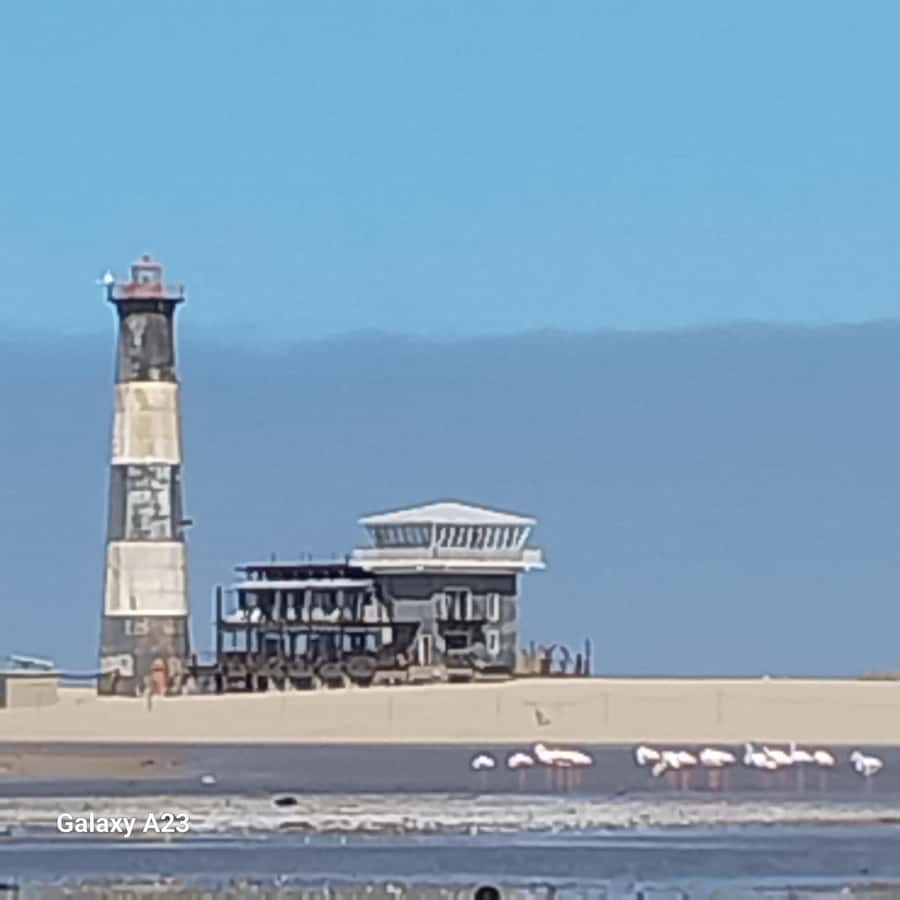 Catamaran Dolphin Cruise and Sandwich Harbour Tour - Oysters and Sparkling Wine on the Boat: A Smart Way to Make Wildlife Time Better