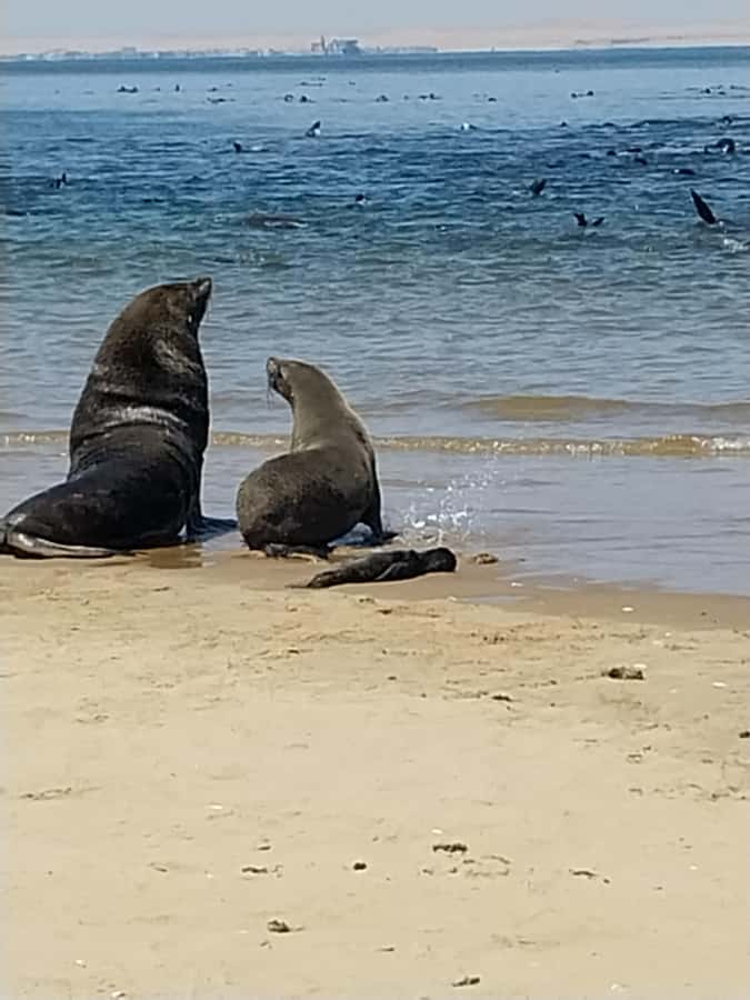 Catamaran Dolphin Cruise and Sandwich Harbour Tour - Walvis Bay Lagoon Wetland and Pink Salt Lakes: Why the Route Matters