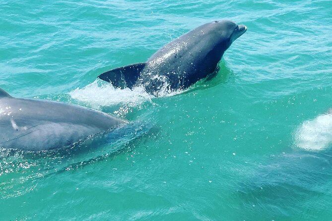 Catamaran Dolphin Cruise in Myrtle Beach with Barrier Island Stop - Two hours on the water: what the pacing is really like