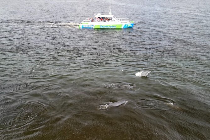 Catamaran Dolphin Cruise in Myrtle Beach with Barrier Island Stop - The boat vibe: catamaran comfort, small crowds, and the wet-seat factor