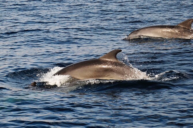 Catamaran Sailing Experience Manilva Tapas Drink Dolphins Swim Stop - Dolphins, tuna, and the reality of wild ocean life