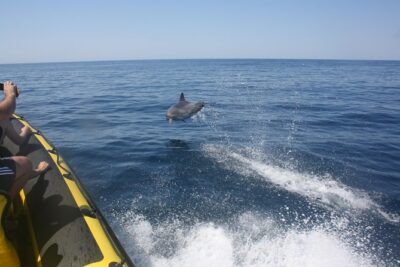 Caves and Dolphin Watching Cruise from Albufeira - Cave Time: What You’ll See and What You Shouldn’t Assume