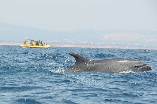 Caves and Dolphin Watching Cruise from Albufeira - Swimming Stop: When It Happens, Where It Doesn’t