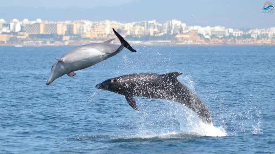 Caves & Dolphins - Combined Trip - Should you book Caves & Dolphins in the Algarve?