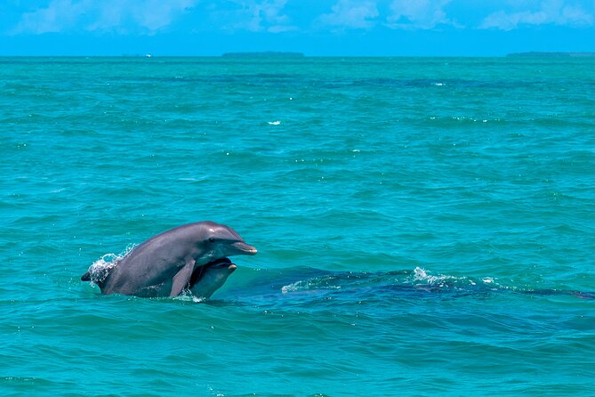 Champagne Dolphin Sail and Reef Snorkel - Who Should Book This Dolphin and Reef Sail