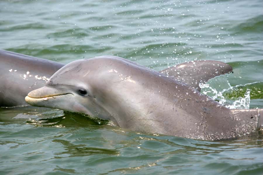 Charleston: Schooner Sailing Harbor Tour & Dolphin Watch - Key highlights you’ll actually feel on this tour