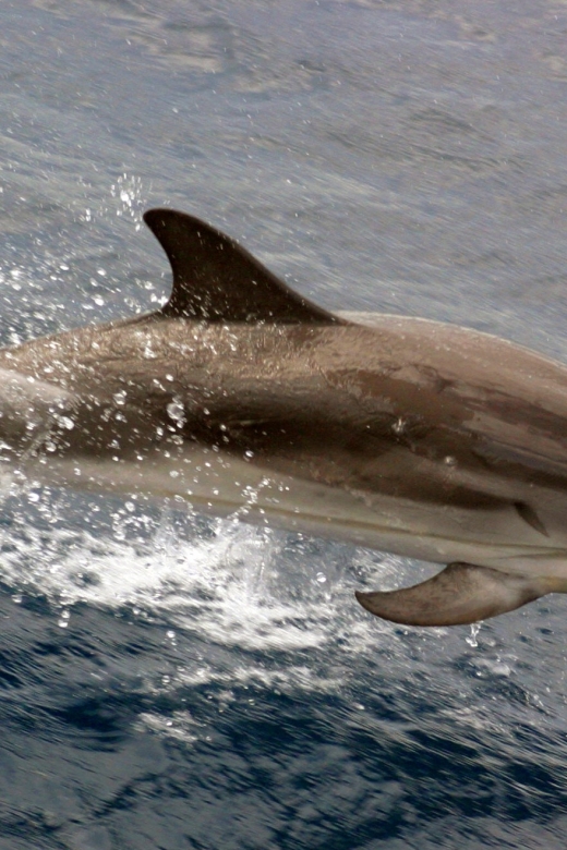 Charleston: Sightseeing Harbor Tour & Dolphin Watch - A quick boat ride that makes Charleston click