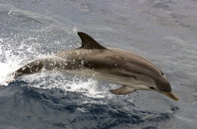 Charleston: Sightseeing Harbor Tour & Dolphin Watch - Start where you want: Patriots Point or Aquarium Wharf