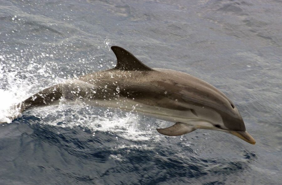 Charleston: Sightseeing Harbor Tour & Dolphin Watch - Start where you want: Patriots Point or Aquarium Wharf
