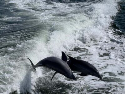 Charlotte Harbor: Dolphin Discovery Day Cruise - The crew and captain: safety you can feel, plus a fun energy