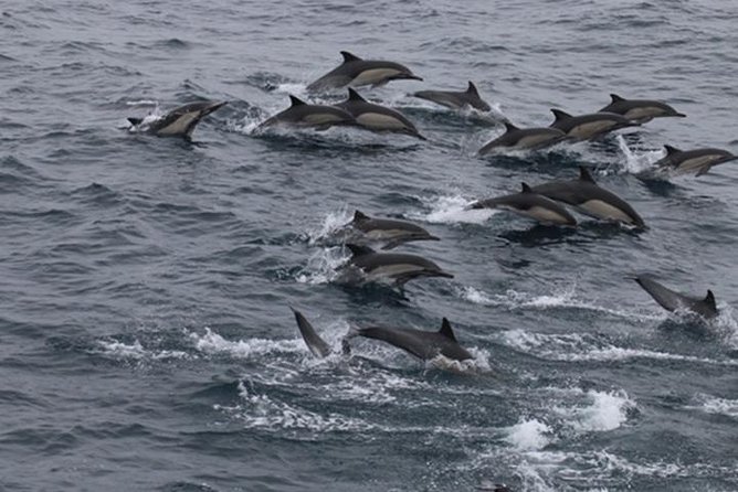 City Cruises San Diego: Whale and Dolphin Watching Adventure - Key Highlights Worth Marking