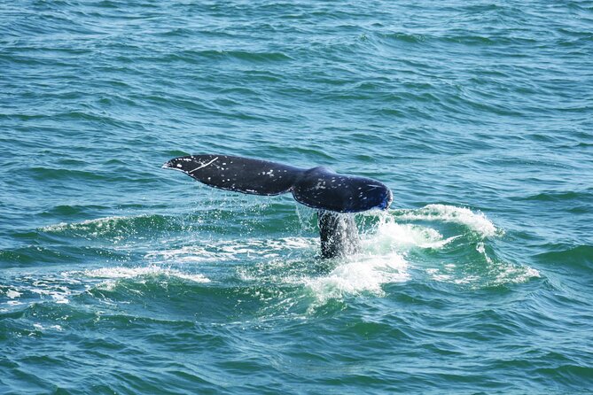 City Cruises San Diego: Whale and Dolphin Watching Adventure - Gray Whale Season in San Diego: When Your Odds Get Better