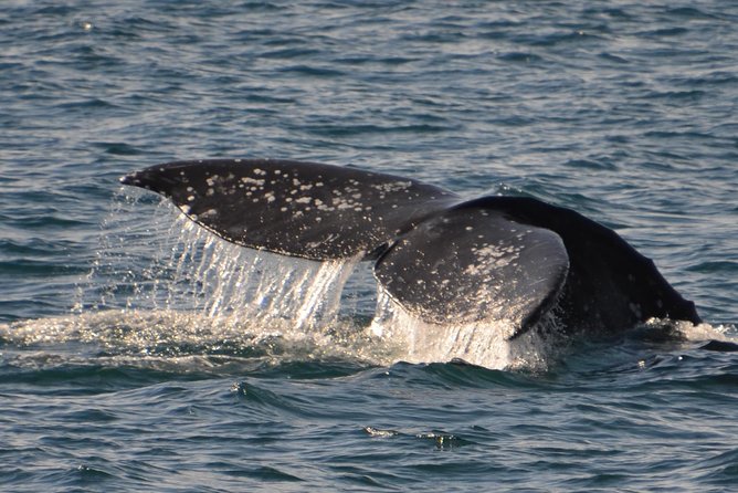 City Cruises San Diego: Whale and Dolphin Watching Adventure - What You’ll Likely See: Dolphins, Sea Lions, Seals, and Maybe Gray Whales