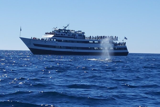 City Cruises San Diego: Whale and Dolphin Watching Adventure - On-Board Learning: Why the Narration Changes the Trip