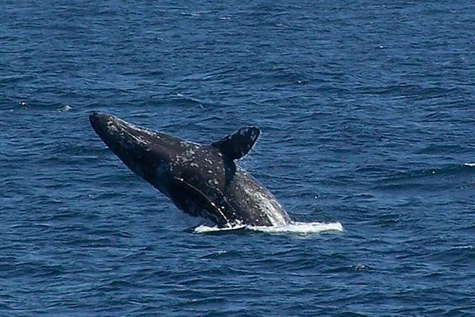City Cruises San Diego: Whale and Dolphin Watching Adventure - Comfort Tips That Actually Matter: Wind, Sunburn, and Motion