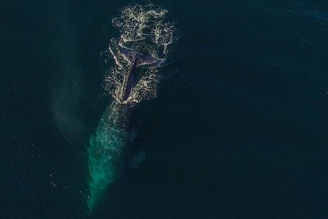City Cruises San Diego: Whale and Dolphin Watching Adventure - Whale Check Guarantee: What It Means for Your Risk Tolerance