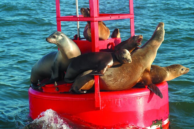 City Cruises San Diego: Whale and Dolphin Watching Adventure - Boarding at Navy Pier (970 N Harbor Dr): The Setup You’ll Feel Fast