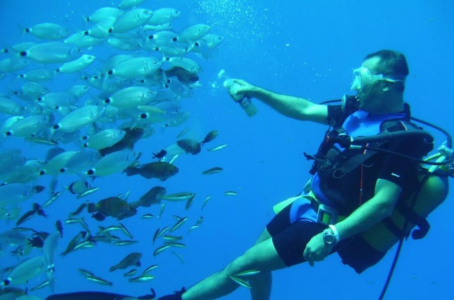 City Of Side: Dolphin Island Boat or Side Boat Tour Options - Dolphin Island Swim Stop: Wildlife Chances Without Guarantees