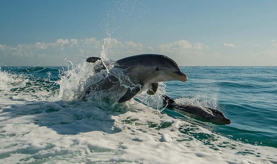 Clearwater Beach: Dolphin Excursion - Flippers Fun Boat - How the guide changes the cruise from pretty to memorable