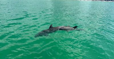 Clearwater Beach: Dolphin & Island Sandbar Cruise - The Dolphin Hunt: Guaranteed, Focused, and Fast