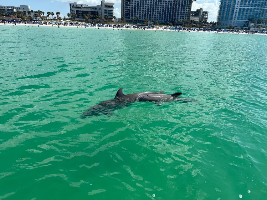Clearwater Beach: Dolphin & Island Sandbar Cruise - What to bring (so the sandbar feels great, not painful)