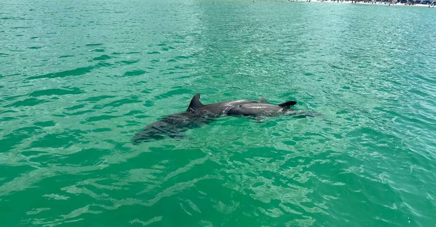 Clearwater Beach: Dolphin & Island Sandbar Cruise - The Dolphin Hunt: Guaranteed, Focused, and Fast