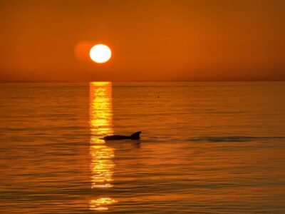 Clearwater Beach: Dolphin-Watching Sunset Cruise - Getting on board: what the ride feels like at dusk