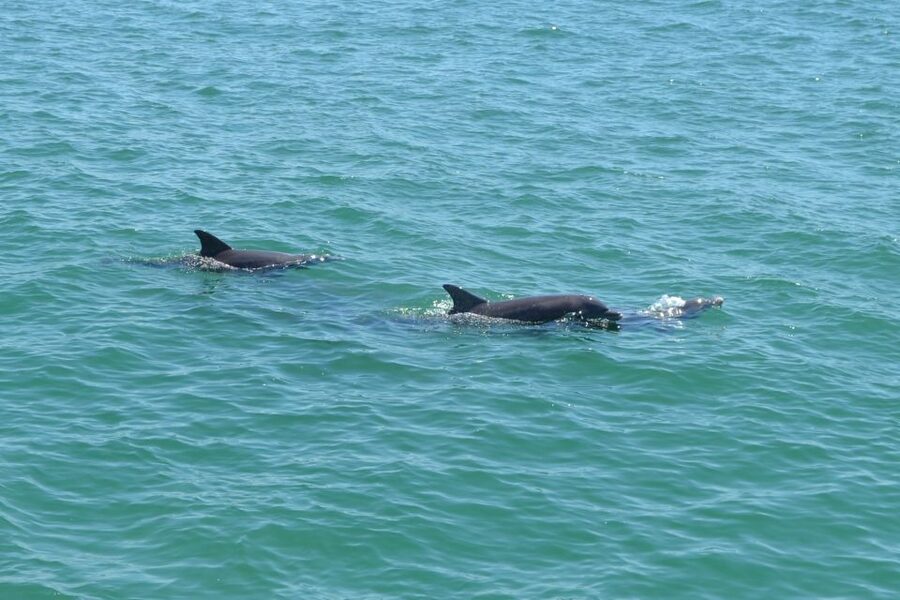Clearwater: Cruise with Guaranteed Dolphin Sightings - Entering Clearwater Pass: the route, the views, and the narration