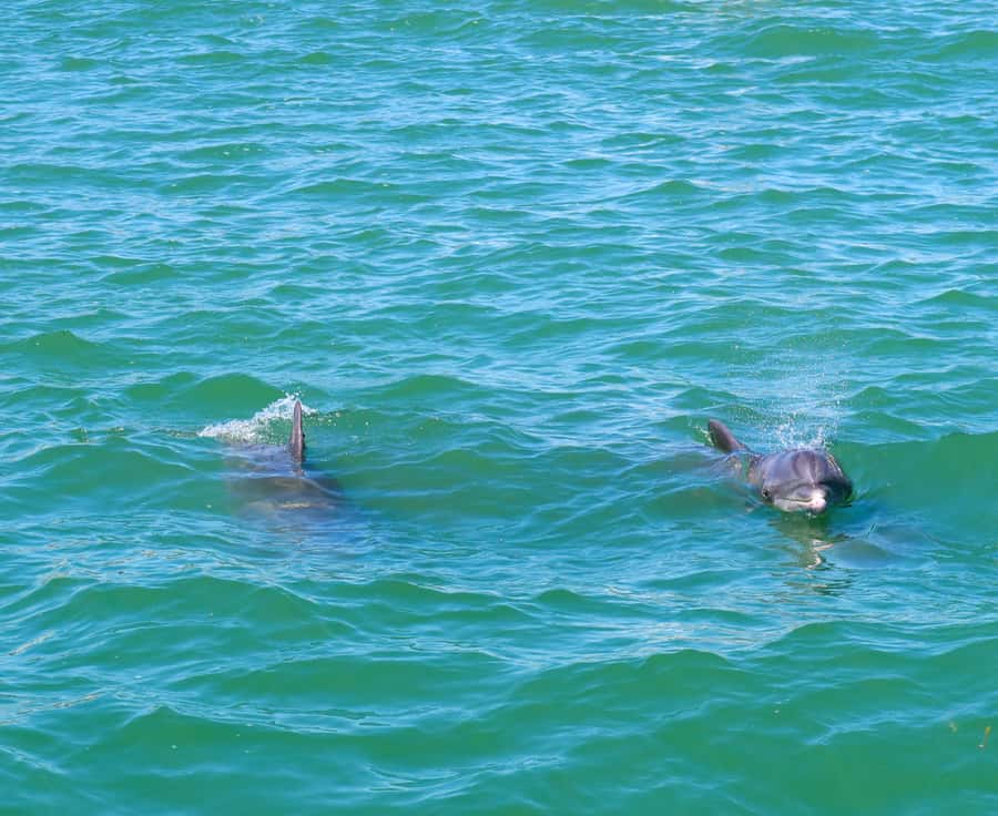 Clearwater: Dolphin Cruise with an Island Adventure - Key Points That Make This Tour Worth Your Time