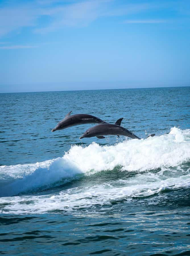 Clearwater: Dolphin Cruise with an Island Adventure - 90 Minutes on the Water: Clearwater Harbor Views Without the Hassle