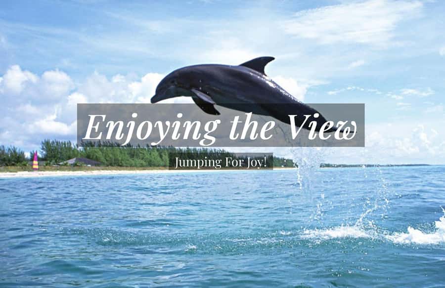 Clearwater: Dolphin Cruise with an Island Adventure - Compass Island: Swim in Clear Water and Hunt for Seashells