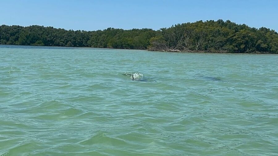 Clearwater: Dolphin Jet Ski Tour - 1 SKI FOR UP TO 3 PEOPLE - Key takeaways before you go