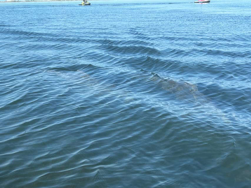 Clearwater: Dolphin Jet Ski Tour - 1 SKI FOR UP TO 3 PEOPLE - Wildlife odds: dolphins, manatees, and how to spot them