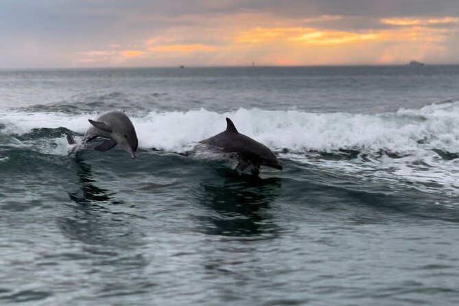 Clearwater Encounters with Dolphins Tour - Key Points Before You Go