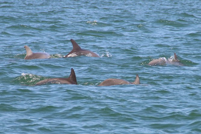 Clearwater Encounters with Dolphins Tour - Clearwater Harbor, Quick Time Window, Big “Wow” Potential