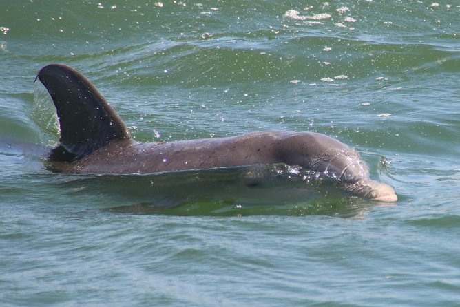 Clearwater Encounters with Dolphins Tour - Price and Value: Why This One Feels Like Good Use of Time