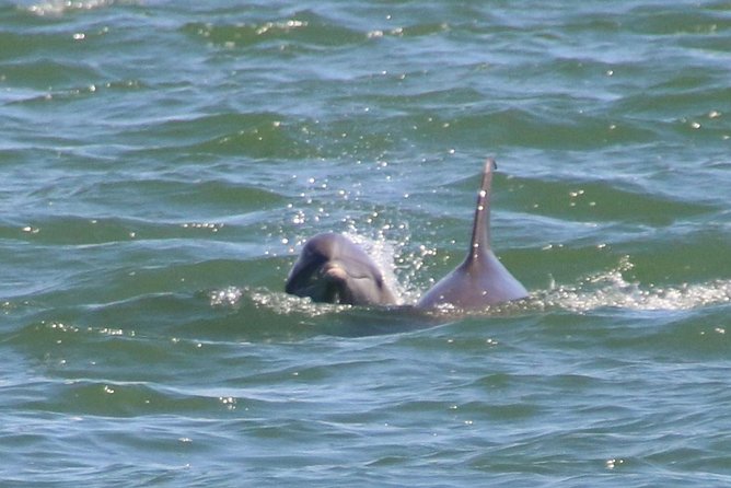 Clearwater Encounters with Dolphins Tour - Who This Tour Fits Best (And Who Might Want a Different Option)