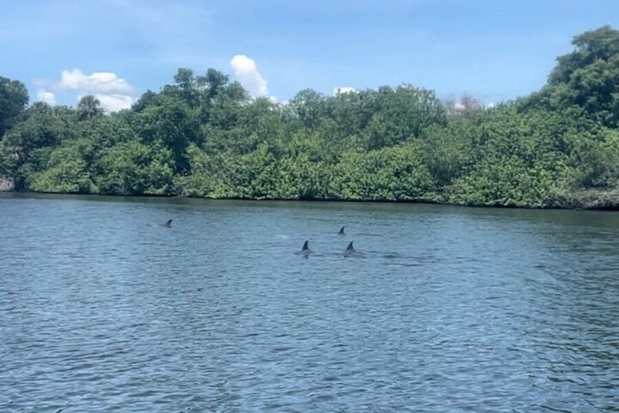 Cocoa Beach: Dolphin and Manatee Kayak or Paddle Tour - Key things to know before you go