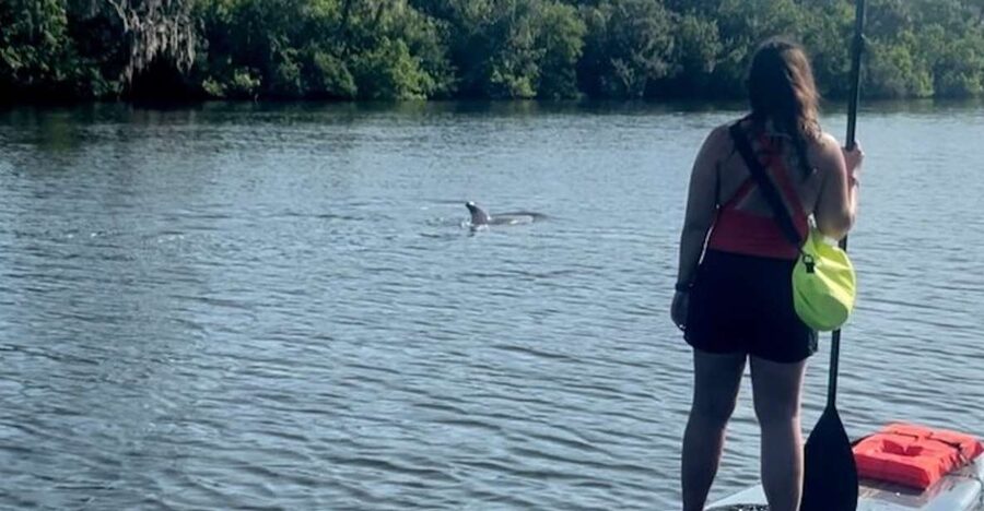 Cocoa Beach: Dolphin and Manatee Kayak or Paddle Tour - What you’ll do during the 2 hours on the water