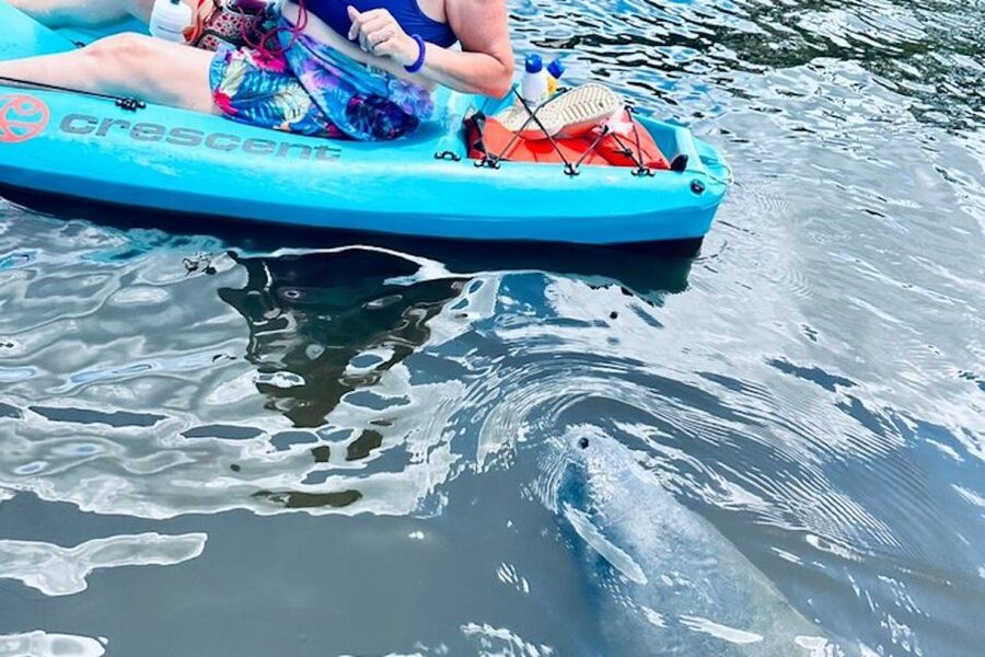 Cocoa Beach: Dolphin and Manatee Kayak or Paddle Tour - Price and value: is $65 fair for what you get?